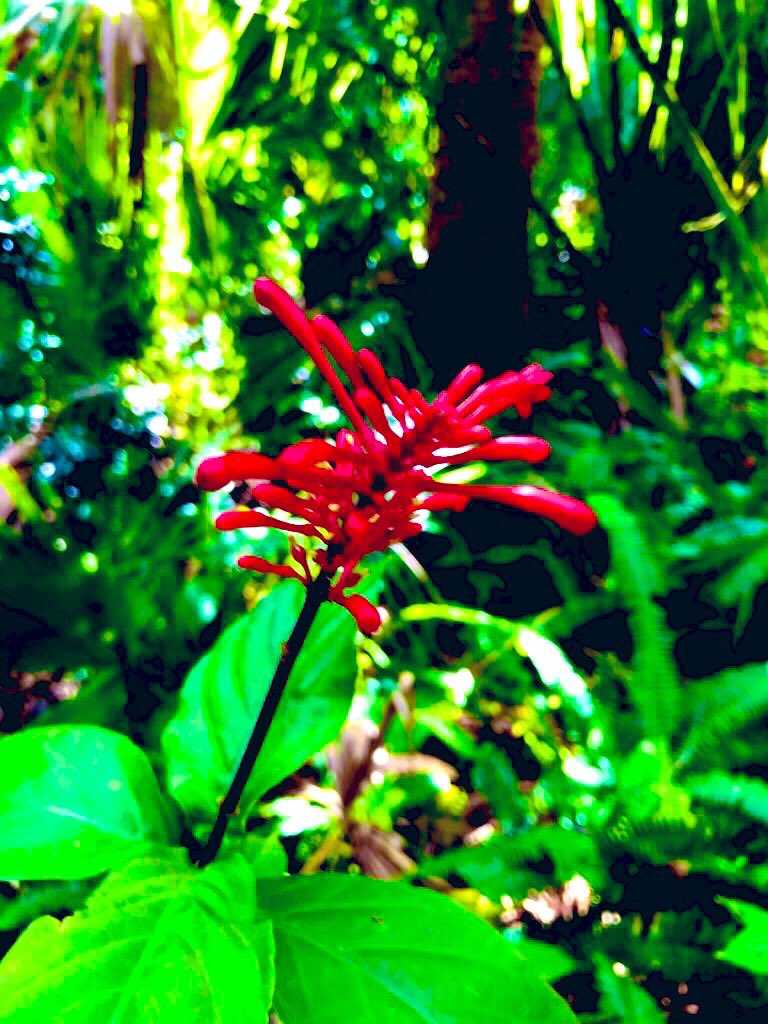 EileenPCarry's tweet image. The more we notice at  #heart the who of what we think we could possibly be, the more of ourselves we begin to see with our eyes. 
#Mindyourthoughts .. by speaking to yourself with #respect, and take nothing less from others, and give nothing less back to #life. 

#Flowers are