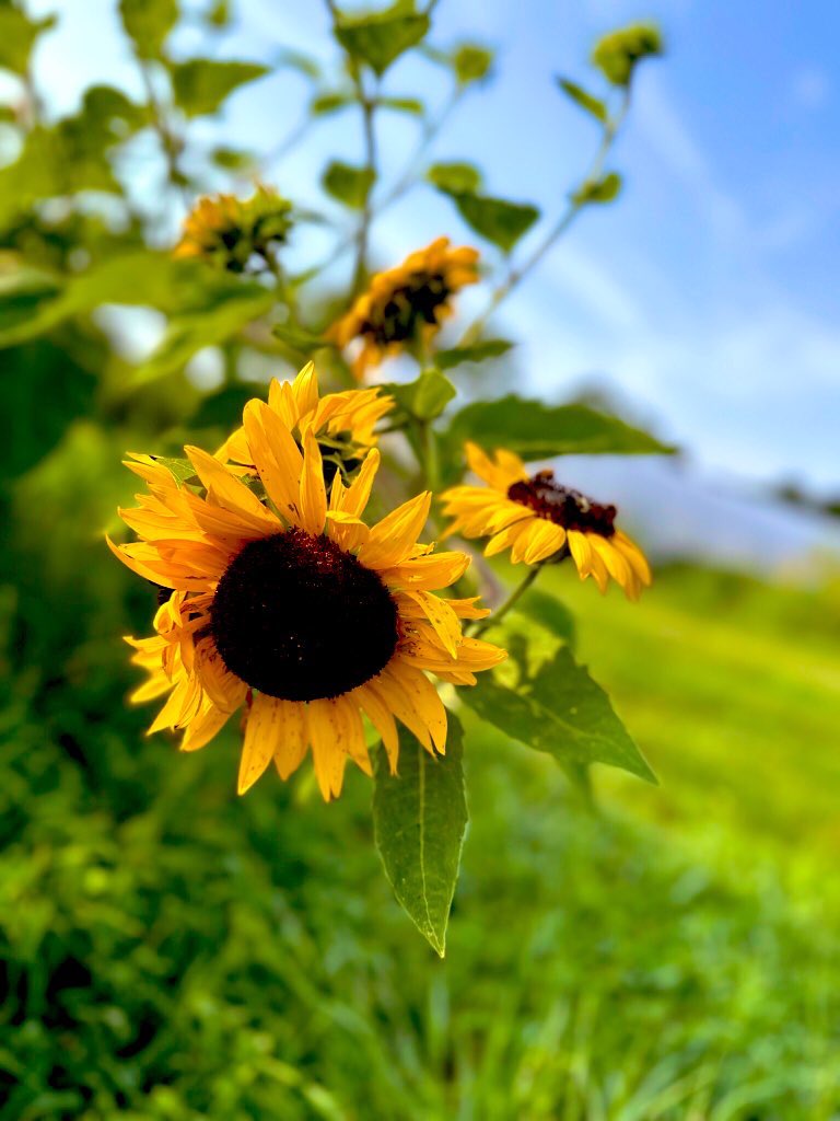 EileenPCarry's tweet image. The more we notice at  #heart the who of what we think we could possibly be, the more of ourselves we begin to see with our eyes. 
#Mindyourthoughts .. by speaking to yourself with #respect, and take nothing less from others, and give nothing less back to #life. 

#Flowers are