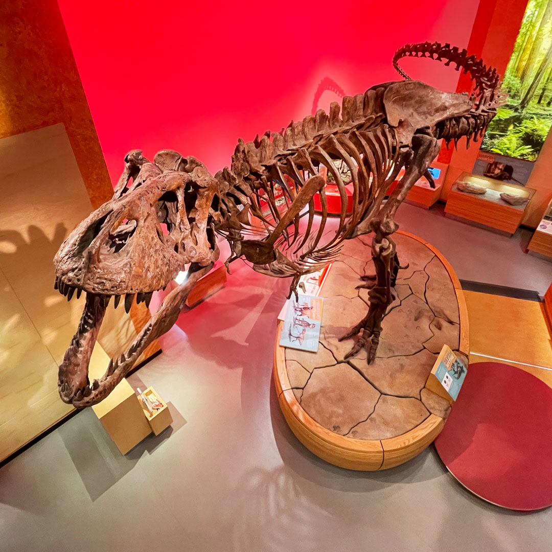 What's Scotty doing over the holidays? Just chillin'. From the world's largest 🦖 T. rex, have a roaring holiday!

The Royal Saskatchewan Museum is closed today and Boxing Day, but will reopen December 27 at 9:30 a.m. with new holiday activities. Join us: royalsaskmuseum.ca/visit/events/h…