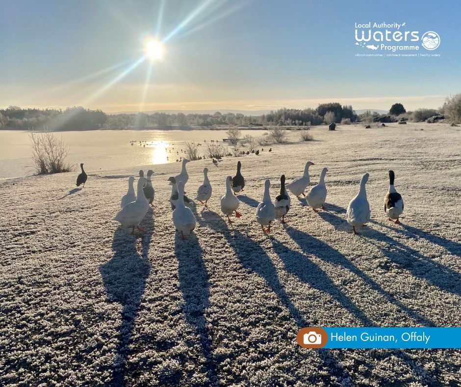 WatersProgramme's tweet photo. A heart-warming snapshot from Offaly to mark Christmas Day as a gaggle of geese enjoy a festive family stroll through the twinkling frost.
Thanks to Helen Guinan for this beautiful #FestivePhoto πβοΈ https://t.co/XCbnwukRHJ