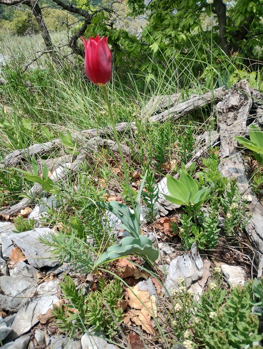 This summer I had the opportunity to see this extremely #rare #species of Tulipa rhodopea, an endemic plant found only in the Rhodope mountains, #Bulgaria.