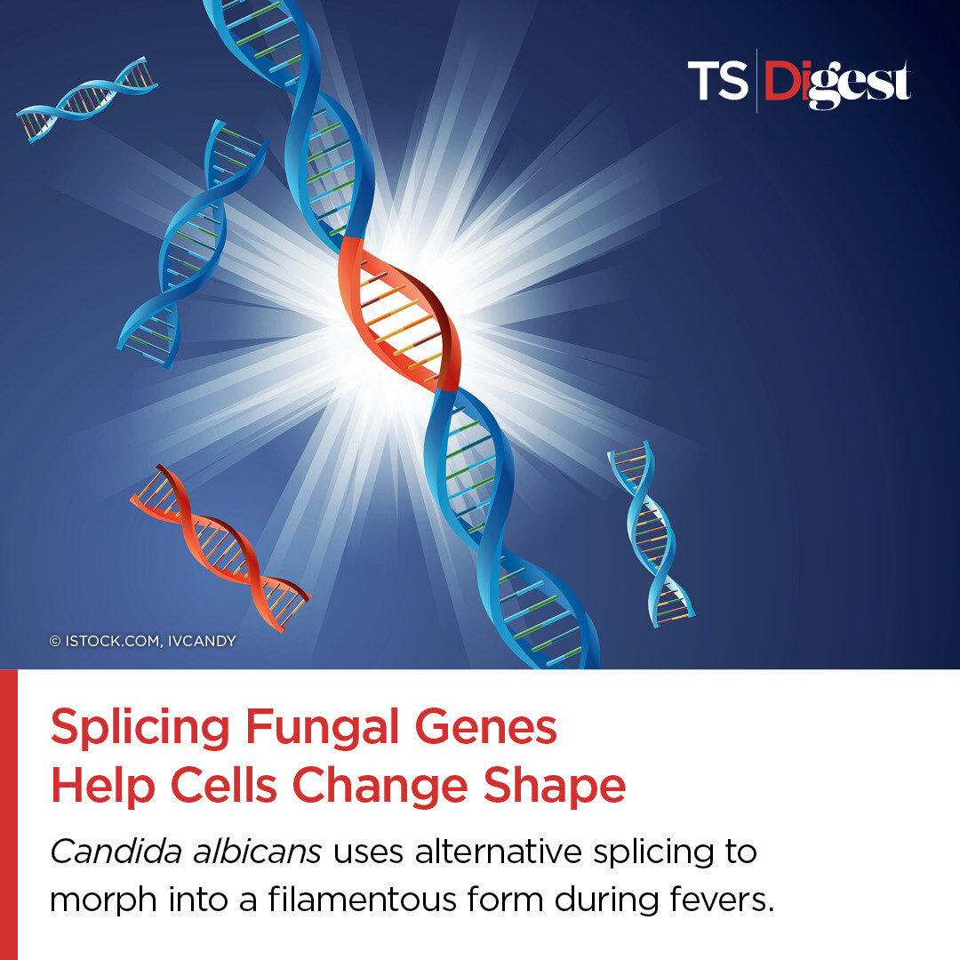 A team at <a href="/UofT/">University of Toronto</a> showed that alternative splicing is important for morphological changes in Candida albicans. 

Read more: bit.ly/49FZ64g