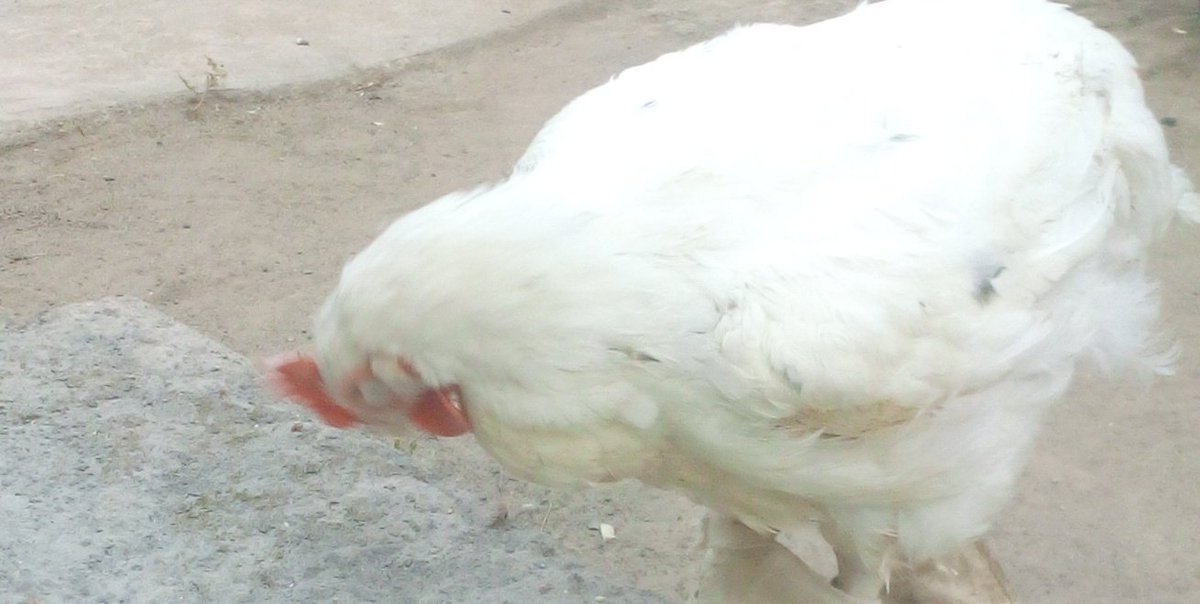 AbiolaVictor's tweet photo. @Oludeewon Chicken. 2046723794 UBA @Oludeewon https://t.co/VxKL6GAa5J