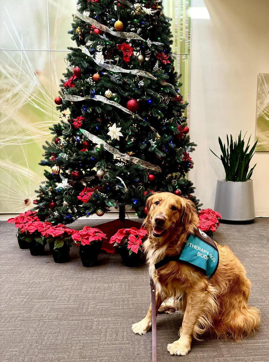 Pet Partners (@pet_partners) on Twitter photo Sweet Bodhi spreading love and Christmas joy to the patients at <a href="/kpthrive/">Thrive with KP</a>. 😍 #merrychristmas #therapydog Sweet Bodhi spreading love and Christmas joy to the patients at <a href="/kpthrive/">Thrive with KP</a>. 😍 #merrychristmas #therapydog