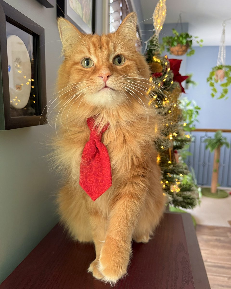 TheOreoCat's tweet image. Wishing everyone a safe and Happy Christmas 🎄 ❤️

#merrychristmas #JoyeuxNoel #buonnatale