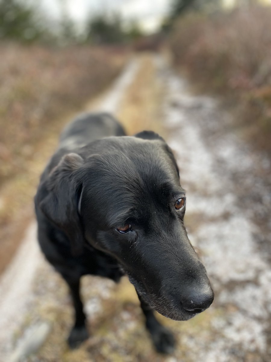 slewisimpson's tweet photo. She is happier than she looks. #sadlab https://t.co/Hs907xKQlq