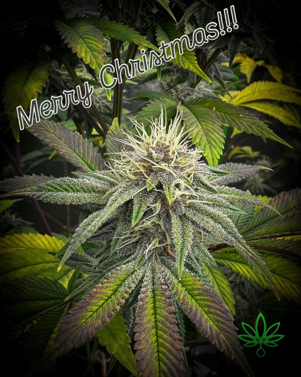 the_zig420's tweet photo. “May the fragrance of Joy, blossom of Hope, and glow of Peace be with you!”
~ Merry Christmas!!! ~
#skunkmagazine
#growmagazine
#cannaart
#cannacommunity https://t.co/STlPuNmqT5