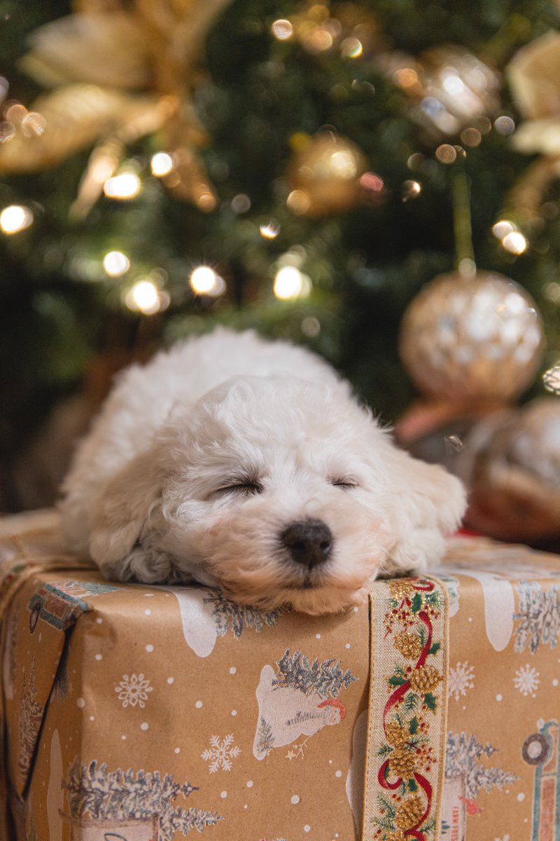 Unleash the joy of the holidays with your furry friends at our dog-friendly hotel! 🐾 
Embrace the magic of the season together as you create paw-some memories. 🎄 

#DogFriendlyGetaway #HolidayPaws #FurryFriendsWelcome