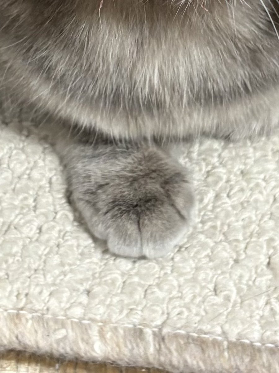 ｵﾃﾃﾅｲﾅ…ｵﾃﾃｱｯﾀ!!（一本） #ねこ