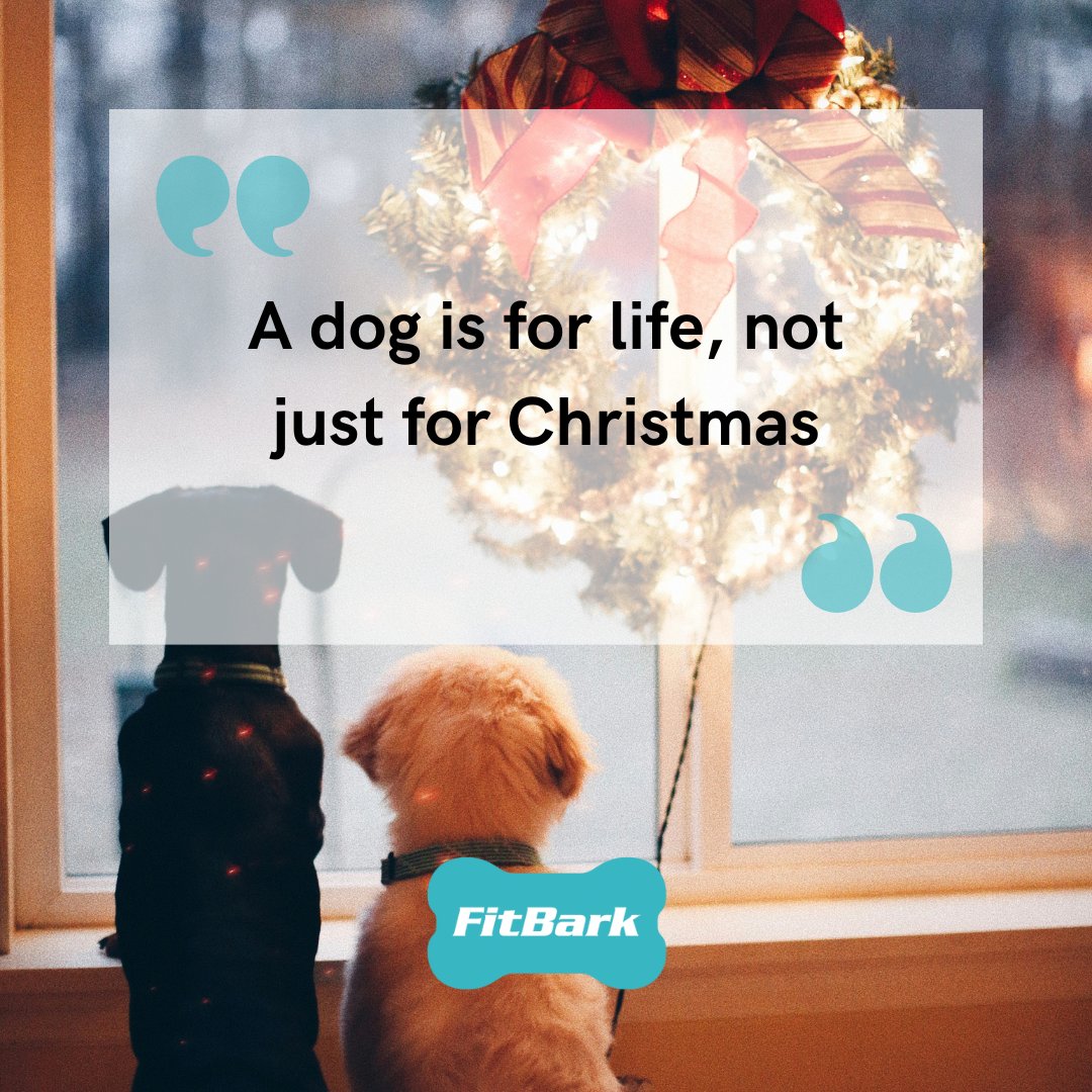 FitBark (@fitbark) on Twitter photo Merry Christmas! Merry Christmas!