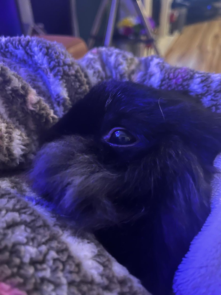 JettBunny's tweet photo. Hoppy Christmas Everyone 🎄 ♥️ ❤️ 😍
Love my cuddles
Love you all lots @JettBunny
#MerryChristmas #Peace #Christmas #Christmas2024 #ChristmasEve #bunnies #love #rabbitsofx #BunniesOfx #cuddles #Ireland #Dublin #adoption #Peace #rabbits #bunnies https://t.co/iJqVyx7dF1