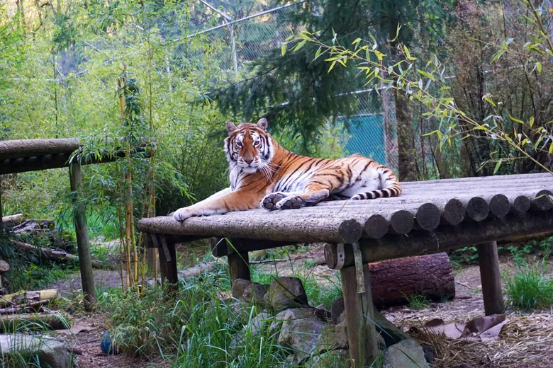MarioNawfal's tweet photo. 🚨20 BIG CATS KILLED BY BIRD FLU AT WASHINGTON SANCTUARY
Tragedy struck the Wild Felid Advocacy Center in Shelton, WA, as bird flu claimed the lives of 20 big cats, including African servals, cougars, bobcats, and a Bengal-Amur tiger.
The outbreak began around Thanksgiving, with cases confirmed by early December. Sanctuary director Mark Mathews described the situation as a “living nightmare,” revealing that the center has lost over half its feline population—dropping from 37 to just 17.
The virus spreads rapidly via infected bird droppings and secretions, and for cats, symptoms often progress to fatal pneumonia-like conditions within 24 hours.
The sanctuary remains under quarantine as it mourns the loss of these majestic animals and seeks community support.
Source: NBC News