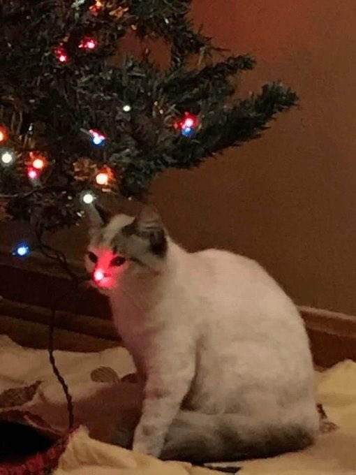 rudolph