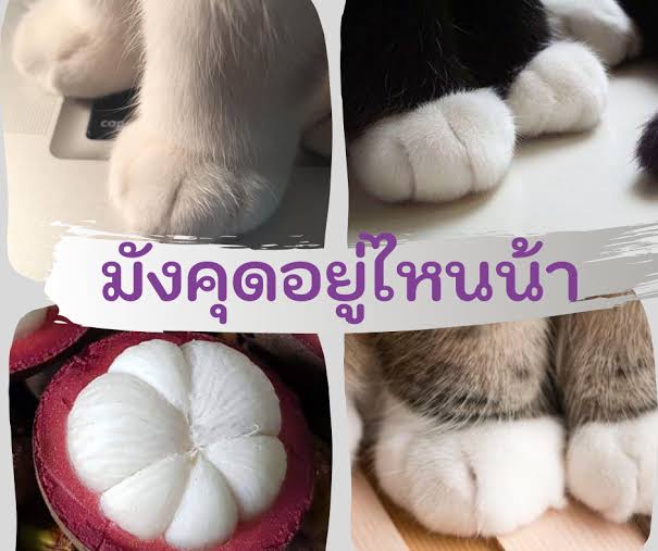 pan_thaigo's tweet photo. 今日これを知って癒されました🥴
มังคุด(マンゴスチン)は、猫のつま先(スラング)を意味するそうです
めちゃくちゃ可愛いですね😻
お手てそっくり🐾
※写真は拾い画です https://t.co/42Hb4uz9hN