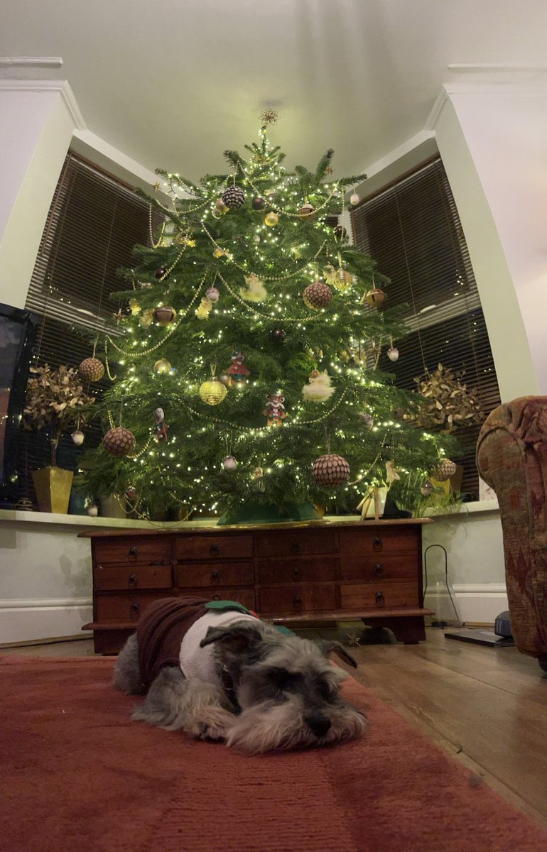 Just chilling after a day full of festive treats, wishing you all a very merry Christmas 🎄☺️🐾