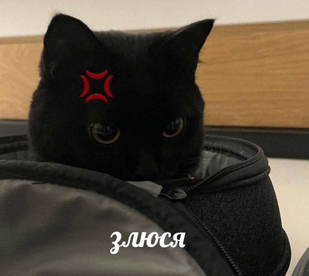 blackscats's tweet photo. https://t.co/Z1hcBz9sWR