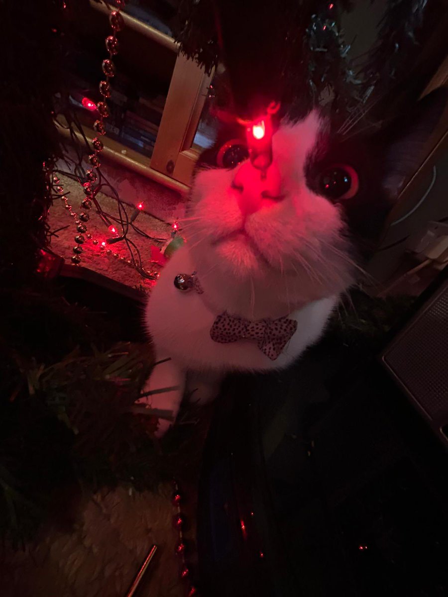 Whiffenpuff's tweet photo. Happy Christmas from the four legged girlies.
Some say Goose is a chonk 🥴 #GooseFat #CatsOfTwitter https://t.co/0fAnhiIyE0