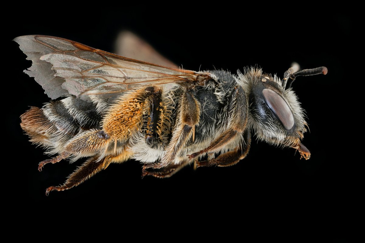 A. flavipes. Spring soon and the Andrena will fly.  As far as I know the 1500+ species in this group all nest in the ground and none of the females can sting you if you pick them up (or is that only American Andrena? ) Hmmm, that statement seems a bit imperial.