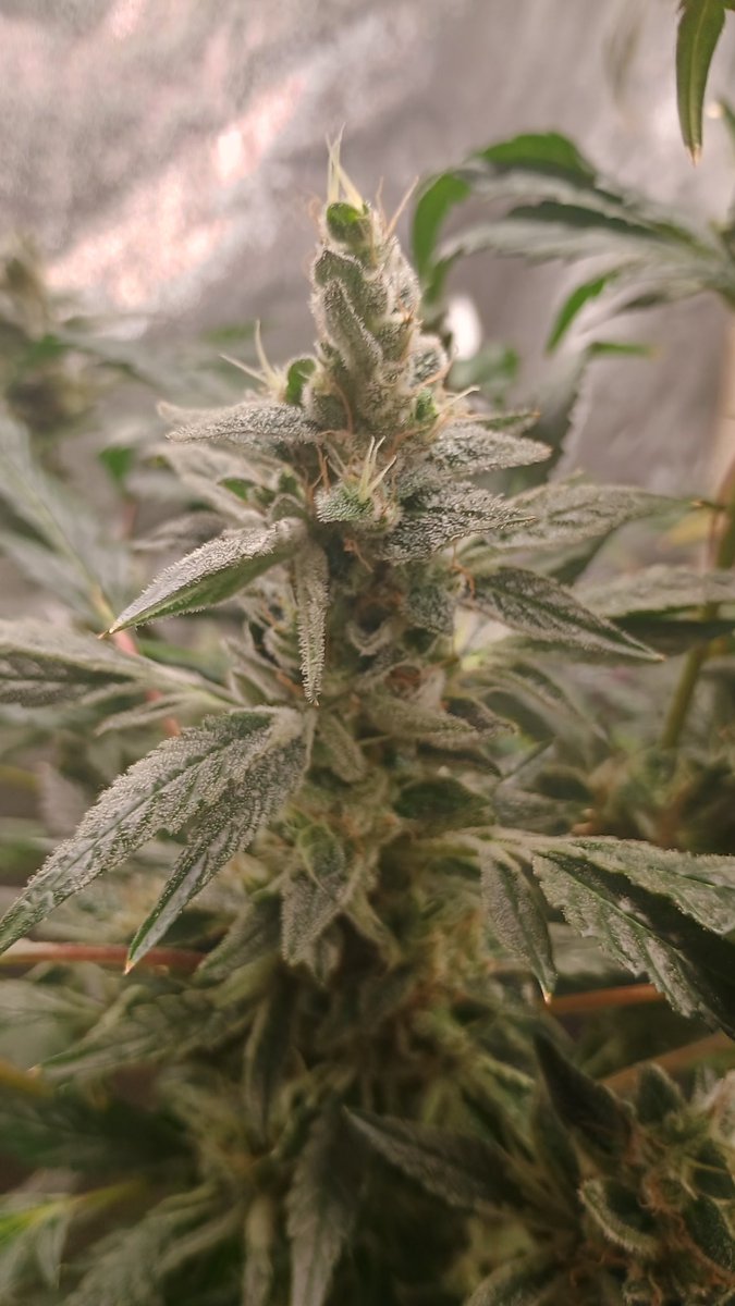 Old Soul Cultivators (Kepoteh) tweet media