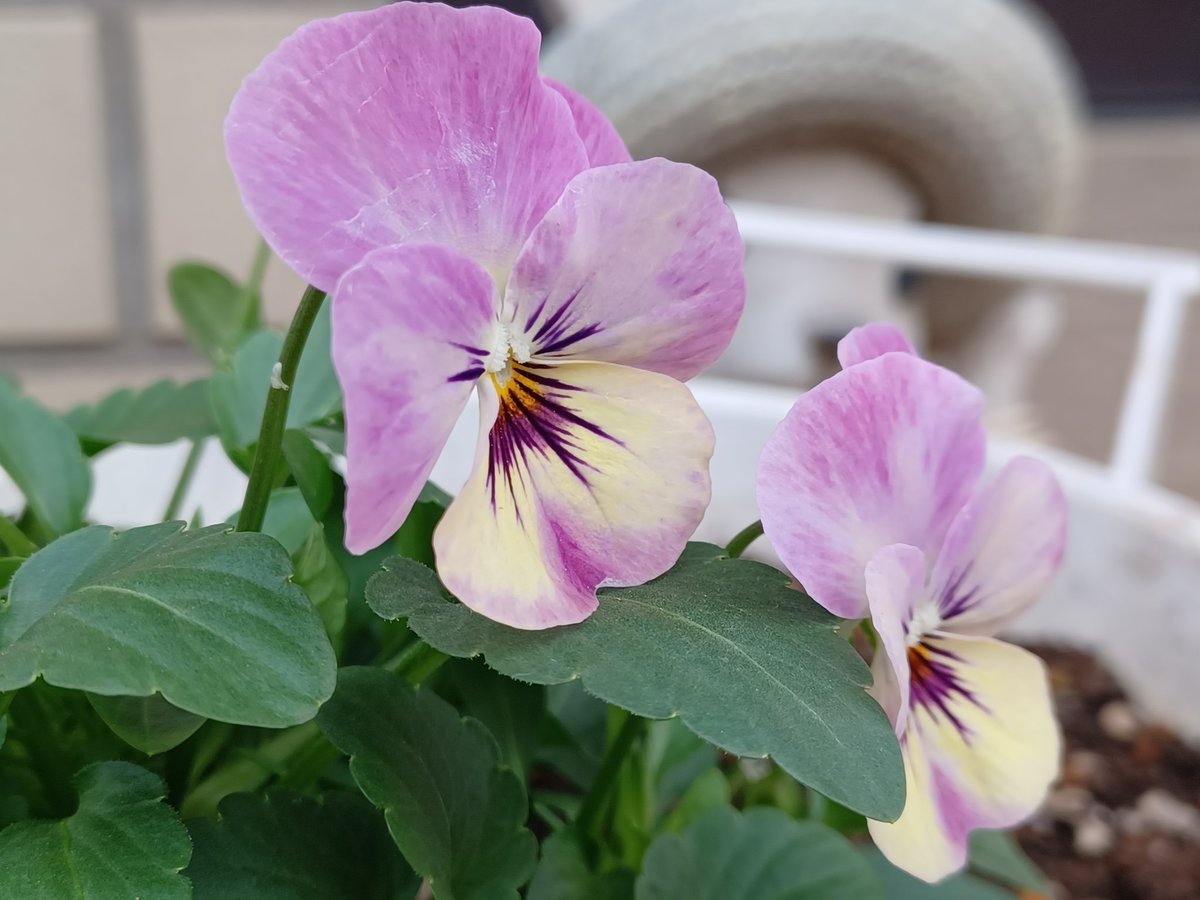 *∴♪︎*
     おはようございます☁️☂️*
    今日も… 
　　よろしくお願いします🙇‍♀️