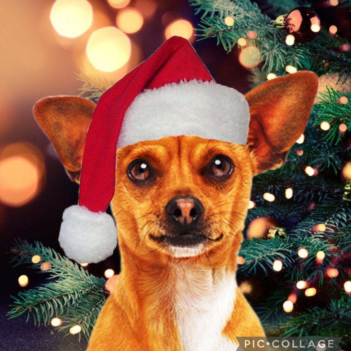 #NewProfilePic 

Merry Christmas everyone!

Credit goes to my son <a href="/XBevHillsPapiJr/">🐾 ᴘᴀᴘɪ ᴊʀ 🐾</a>