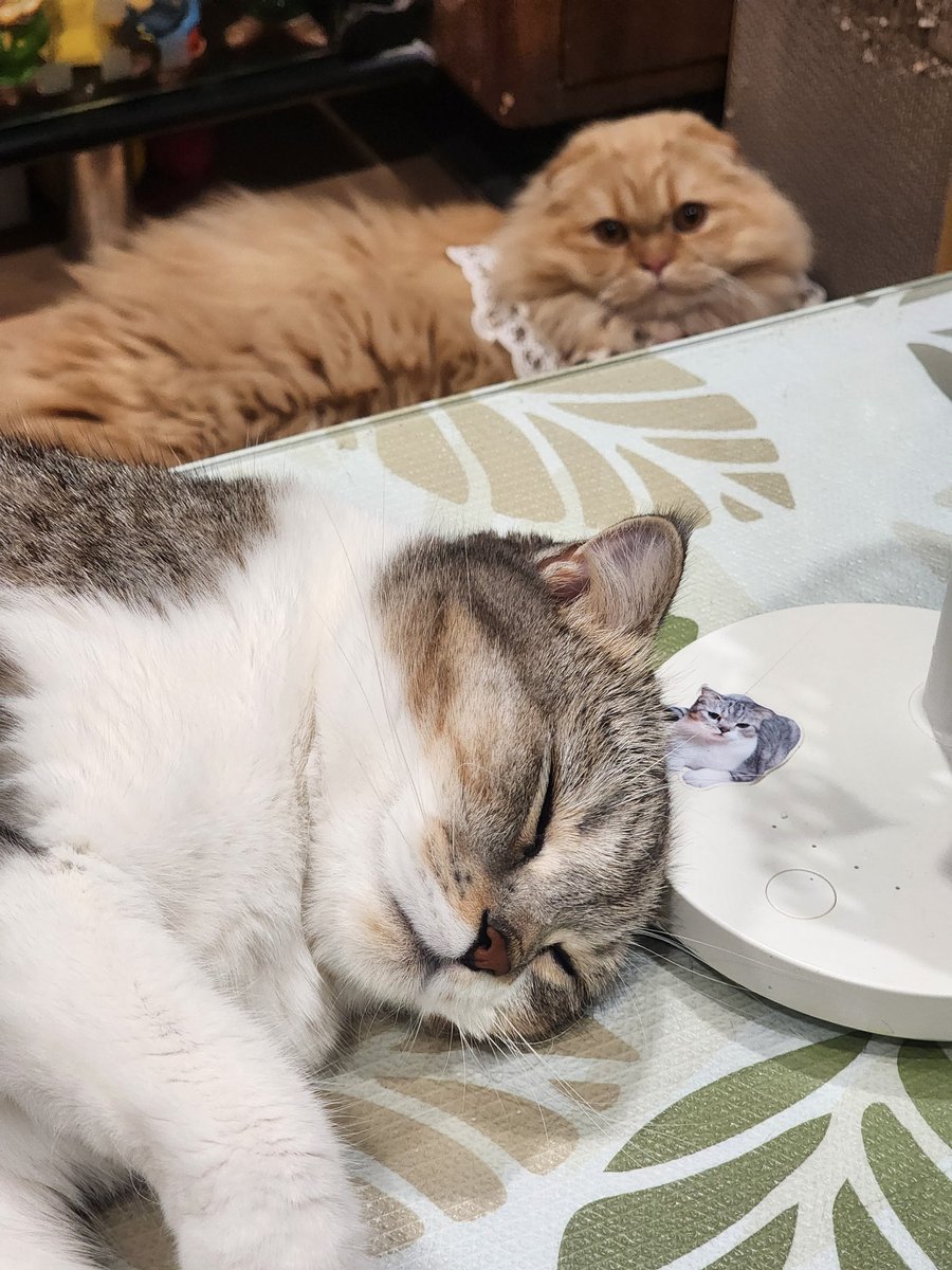 จมายเม่นเม่นและแมวพัมพุง 🦔🍑🐱 tweet media
