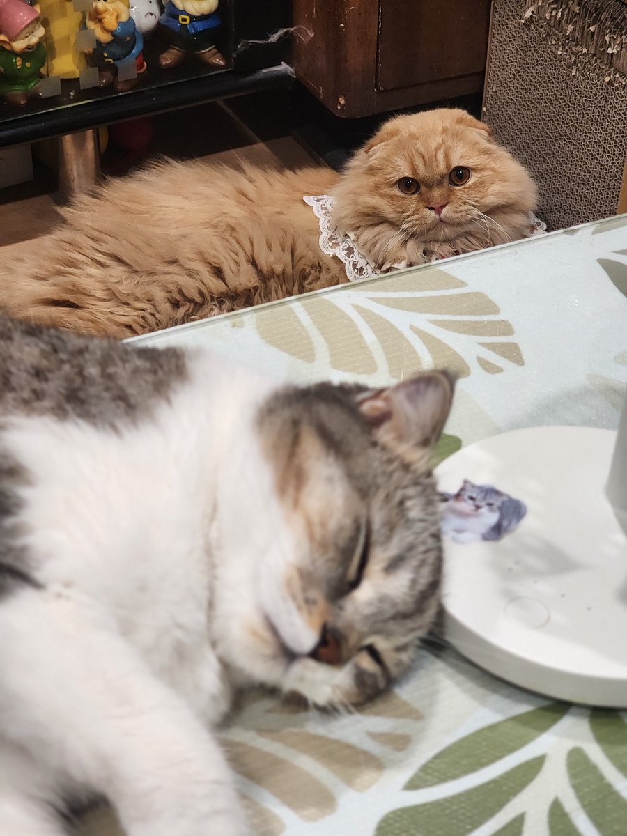 จมายเม่นเม่นและแมวพัมพุง 🦔🍑🐱 tweet media