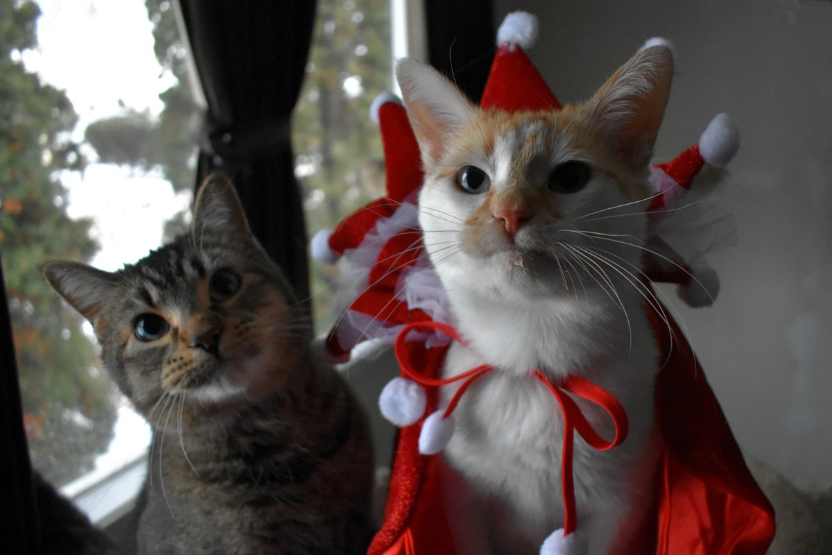 FartyCheddarCat's tweet image. I wears a cape of spargle wed
Wif laysee twim and pompoms wite
I stays up late for santy paws
But falls asleep as it comes nite

Da Figgy, too, he twies not sleep
He wants see santy paws like me
But wen we boff go close our eyes
Da santy sneeks our gifts by twee

#Christmas