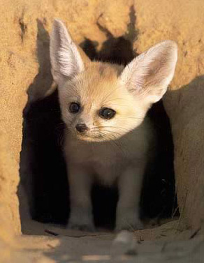 Hallo, ein neuer <a href="/PrimeLeague/">Die Techniker Prime League</a>  Contender hat soeben den Fuchsbau verlassen