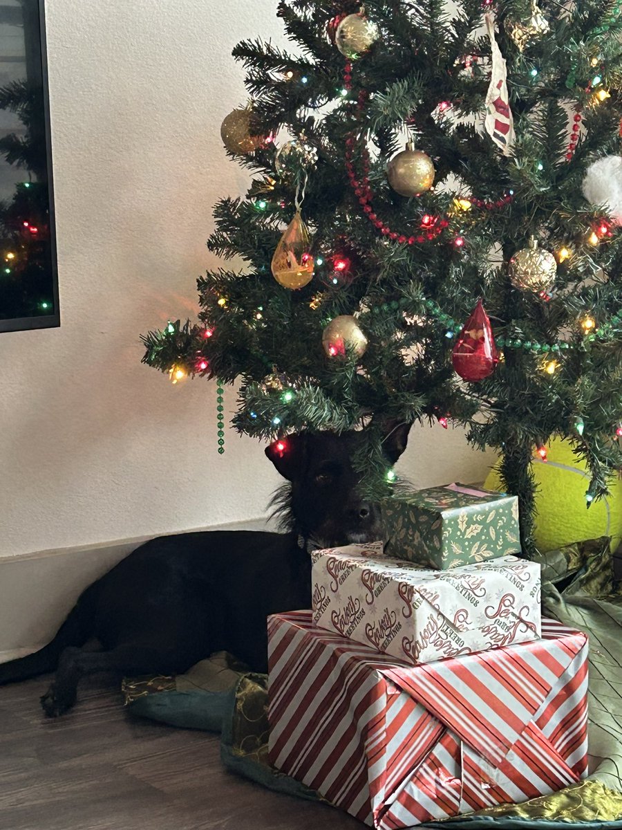 ChristianPiatt's tweet image. Charlie likes his present