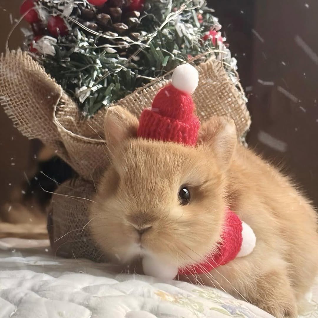 Bunnies (@bunnies) on Twitter photo 