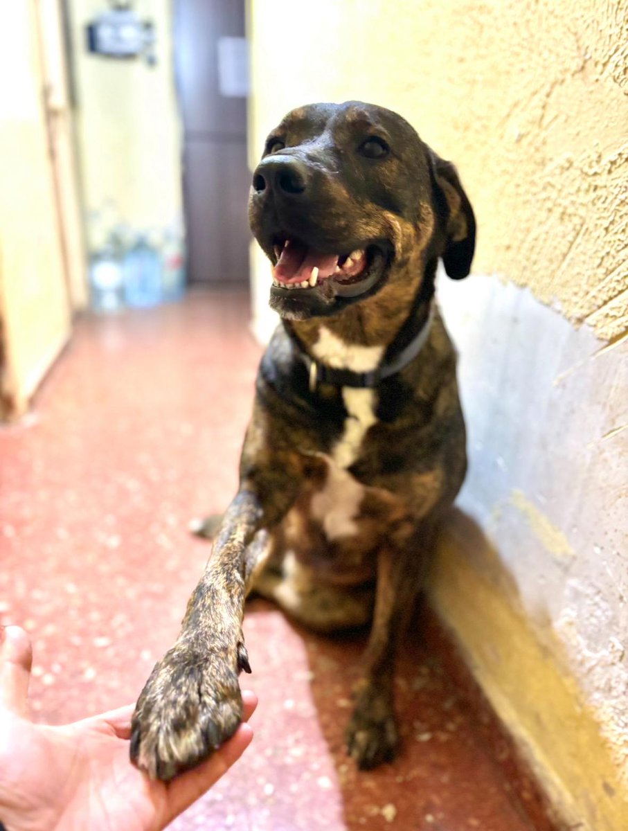 #FelizNavidad ojalá sea una Navidad completa si entre todos conseguimos que nuestros peluditos encuentren el calor de un hogar 🙏🏼
#adoptables 
#adoptanocompres
#acogida
abandonostororefugio@gmail.com 
636174256
En las fotos Neko, Deam, Ball y Berta, puro ❤️