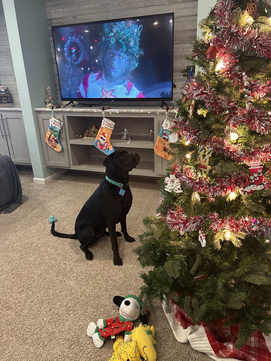PawprintsPR13's tweet photo. Merry Christmas from our pups to yours! #RescuedIsMyFavoriteBreed #Christmas2024 #Christmas https://t.co/viWmnMIHxZ