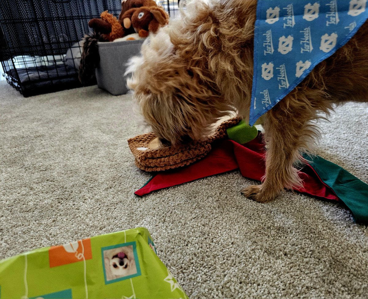 Gracie05272013's tweet photo. Oh, thank you, #BTPWorldSanta Secret Santa! Mums is especially touched to receive prints of some of Gracie's and Topa's classic photos. I does love my Terpie/turtle, filled with delish treats. Thanks for TarHeels and Naughty/Nice bandanas! (@GracieClaire59) π https://t.co/ogQj7NQnVD