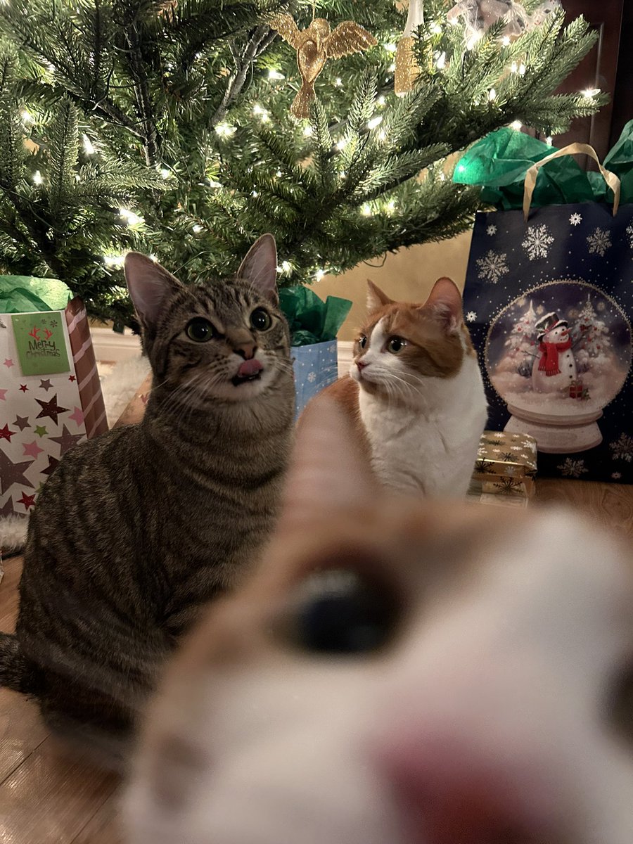 nali_draws's tweet image. merry Christmas from the gang