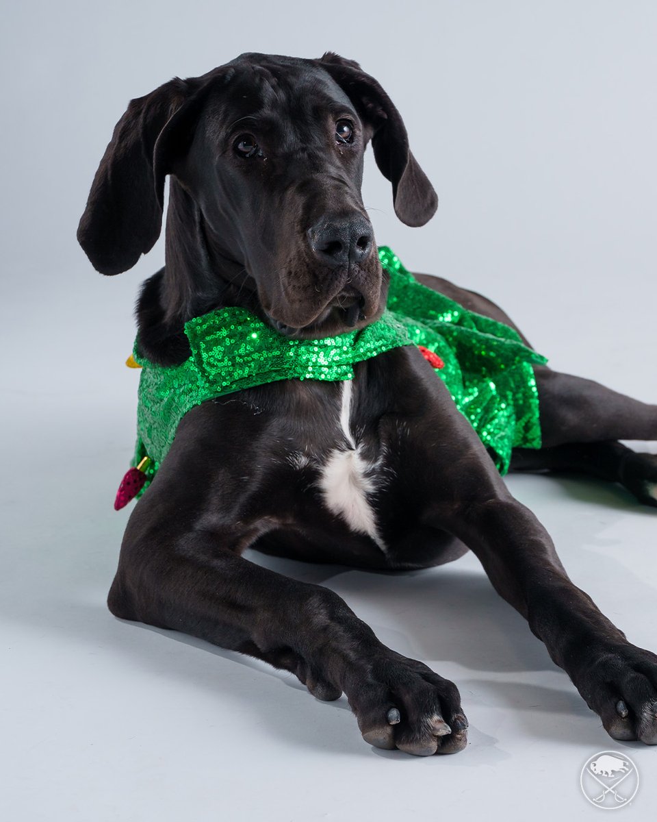 SabresPup's tweet image. Happy pawlidays! 🎄🎁☃️

The best way to spread holiday cheer is barking loud for all to hear!