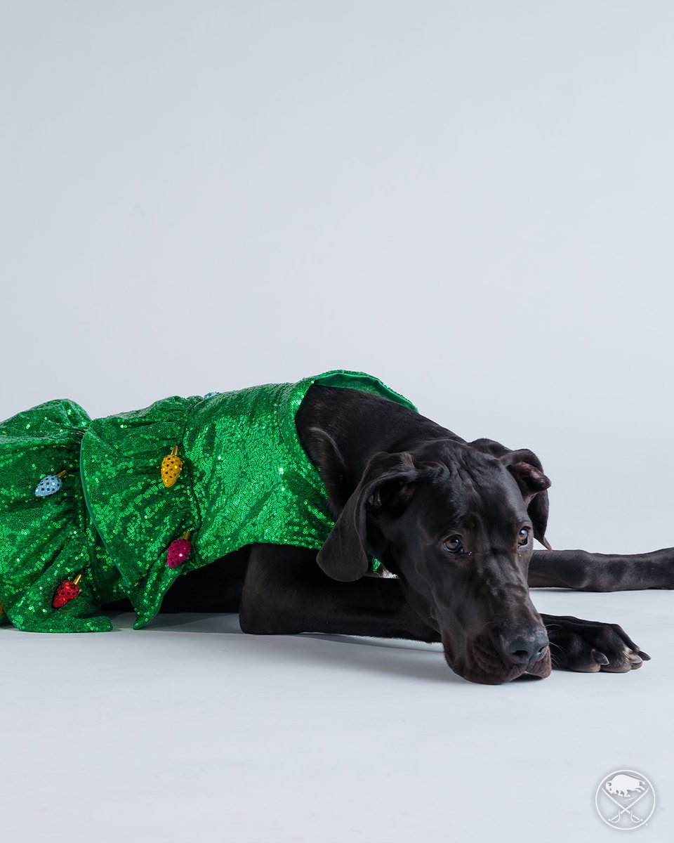 SabresPup's tweet image. Happy pawlidays! 🎄🎁☃️

The best way to spread holiday cheer is barking loud for all to hear!