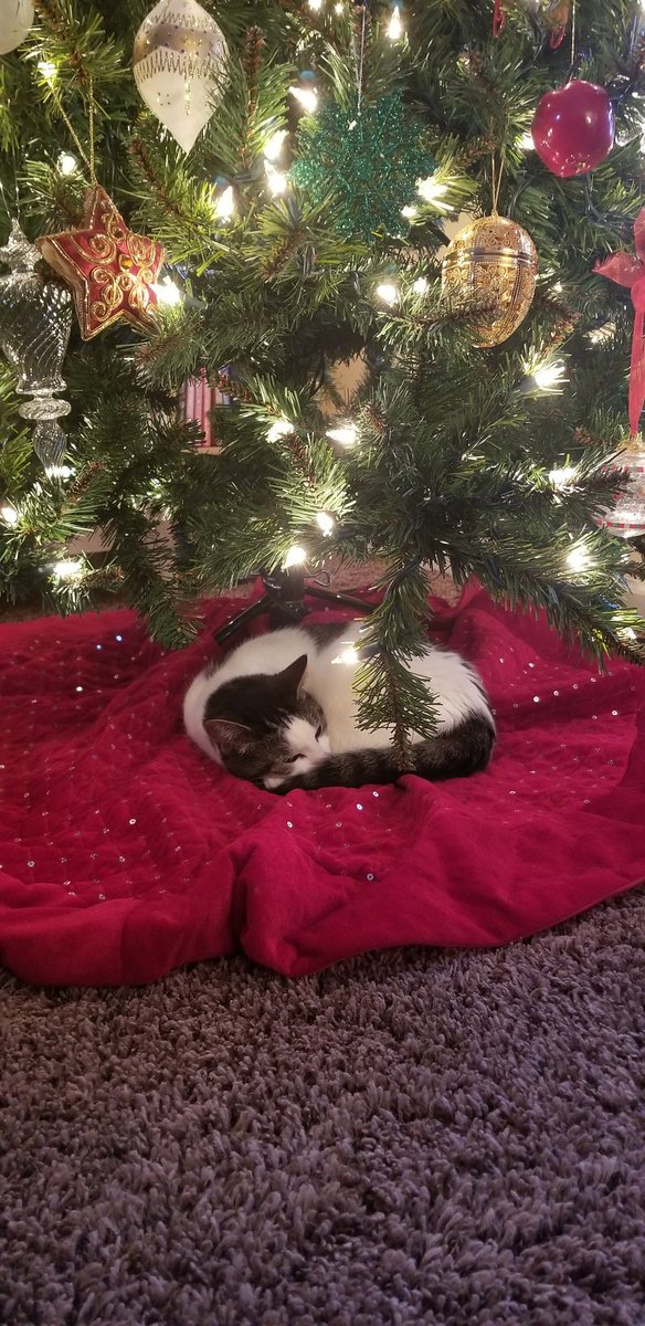 LoveMeSomeBooks's tweet photo. @Number10cat Cupcake says merry Christmas 🎄 https://t.co/bCRPGdJZdc