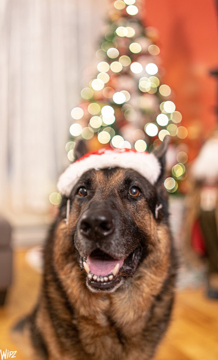 Merry Christmas! 🎄🎁