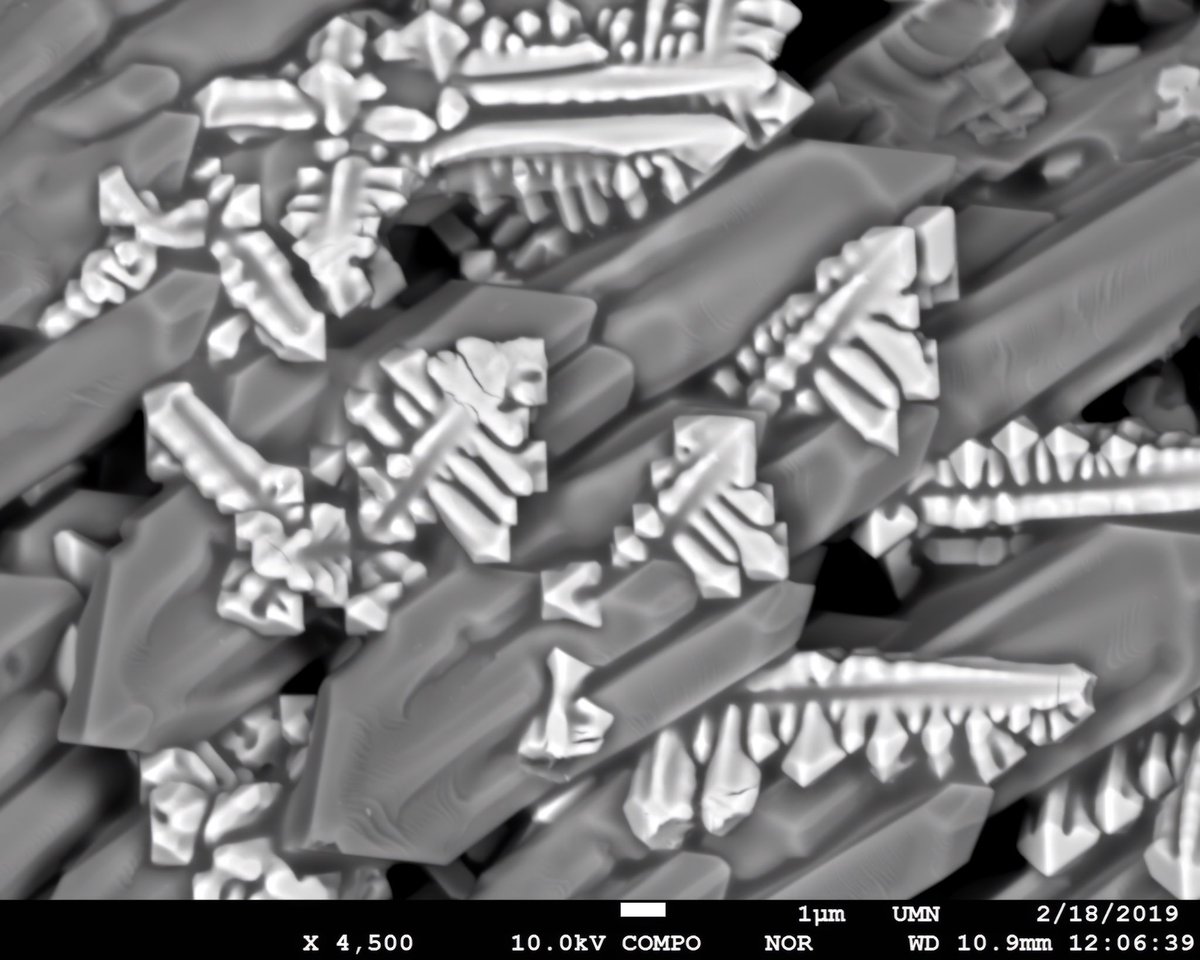 Merry Xmas! Here’s some beautiful Christmas trees :)