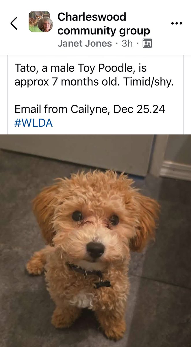 MasonDrm's tweet image. LOST DOG
Hey Charleswood/Westdale area, heads up please!
Let’s see if we can get little Tato back home for Christmas.