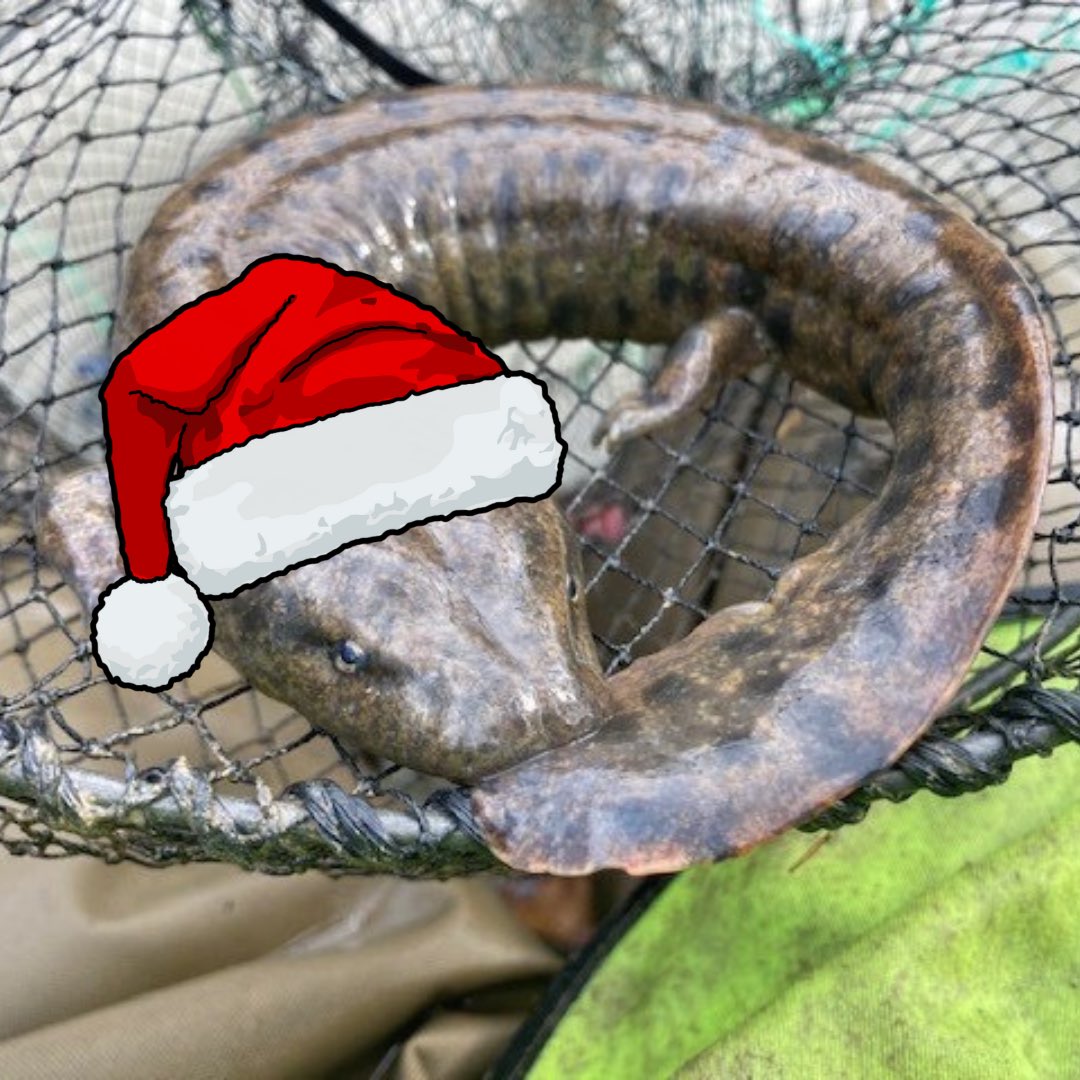 Happy Holidays from MW PARC!! We hope you get a (mud)puppy for Christmas! And have a Happy New Year!

📸: Ryan Wagner #herp #merrychristmas #salamander #mudpuppy #reptiles #amphibians #conservation