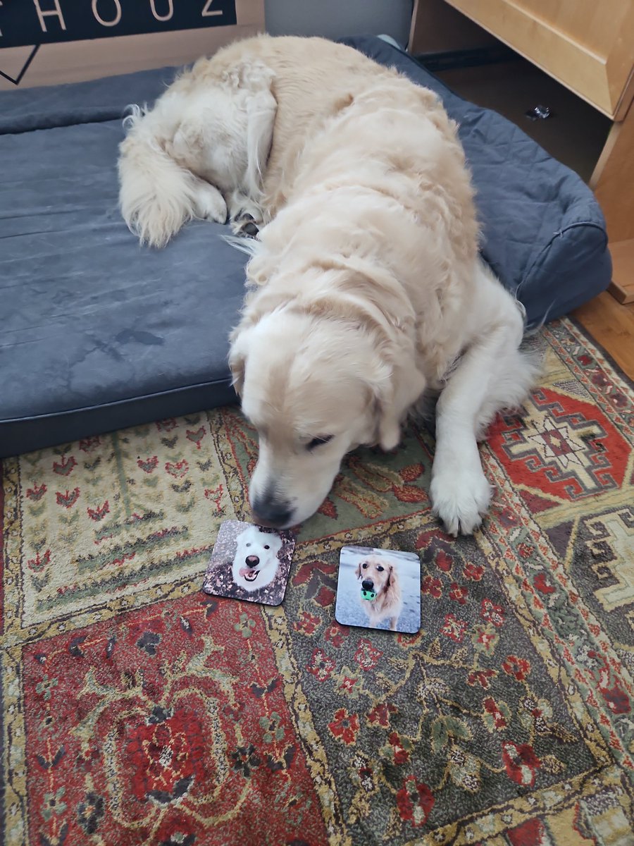 Thank you too our friends <a href="/WilfandErnie/">Wilf and Ernie 🐶🐶💕💕</a> for sending us their mugs for our mugs!!  We truly love these coasters and the wonderful card.  Coop trying to smell Ernie!