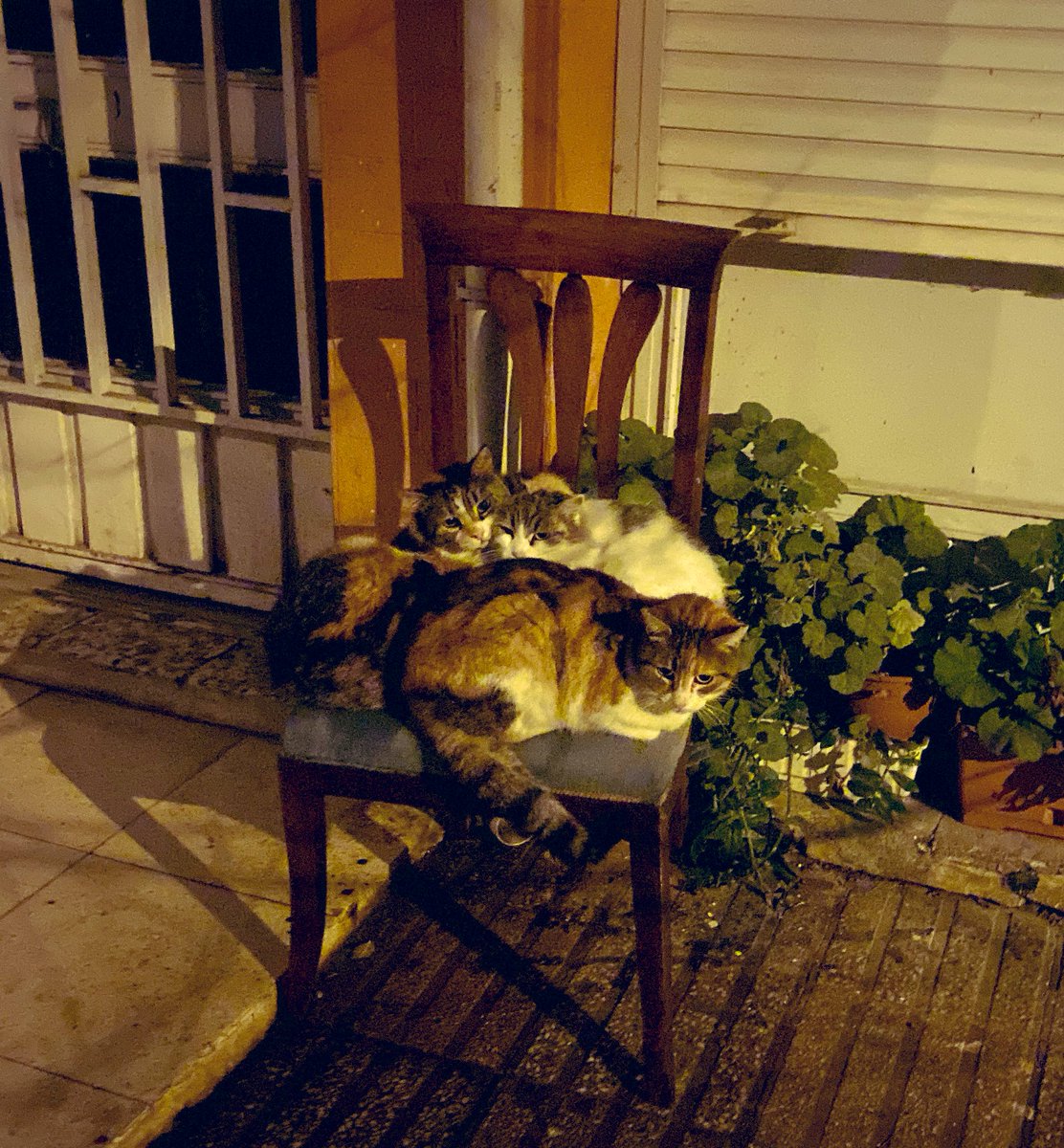 emellebellalola's tweet photo. Dün akşam çektim bu muhtemel kardeşleri. Bu soğukta birbirlerine sarılıp hayata tutunmuşlar. Keşke hepsinin bir yuvası olsaydı. https://t.co/N64HpTuk6G