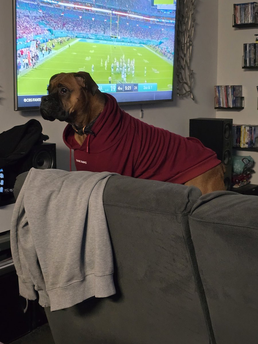 John21712347's tweet image. Jaxson says Merry Christmas to all my followers.  #derpydog #boxerlife