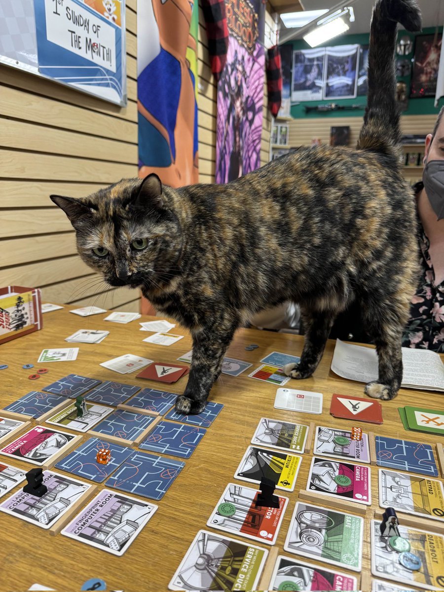 NotSoSpeedRuns's tweet image. Board game shop cat!
