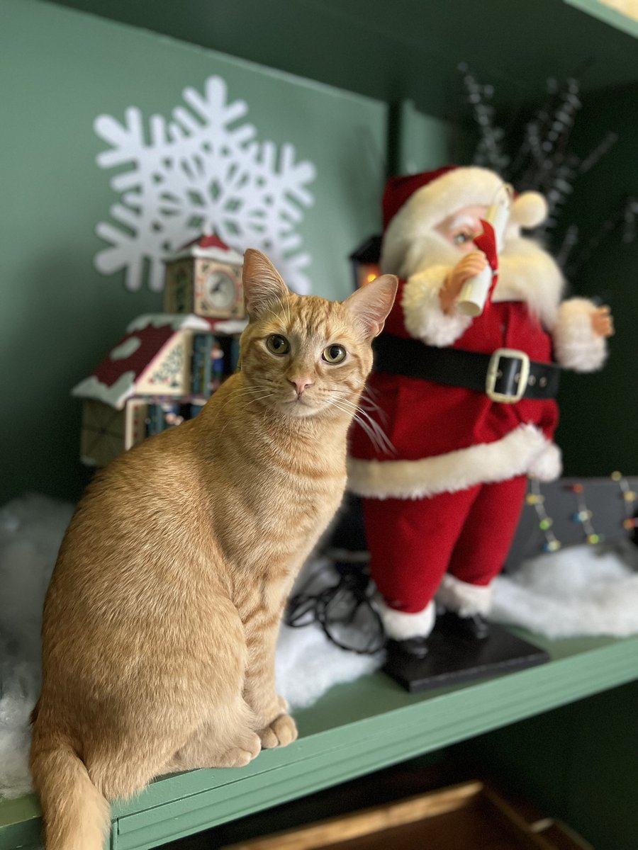 Ruflesscat's tweet photo. Merry Christmas from Jax to all 🐱🎄💚 https://t.co/F1yZFGF2FC
