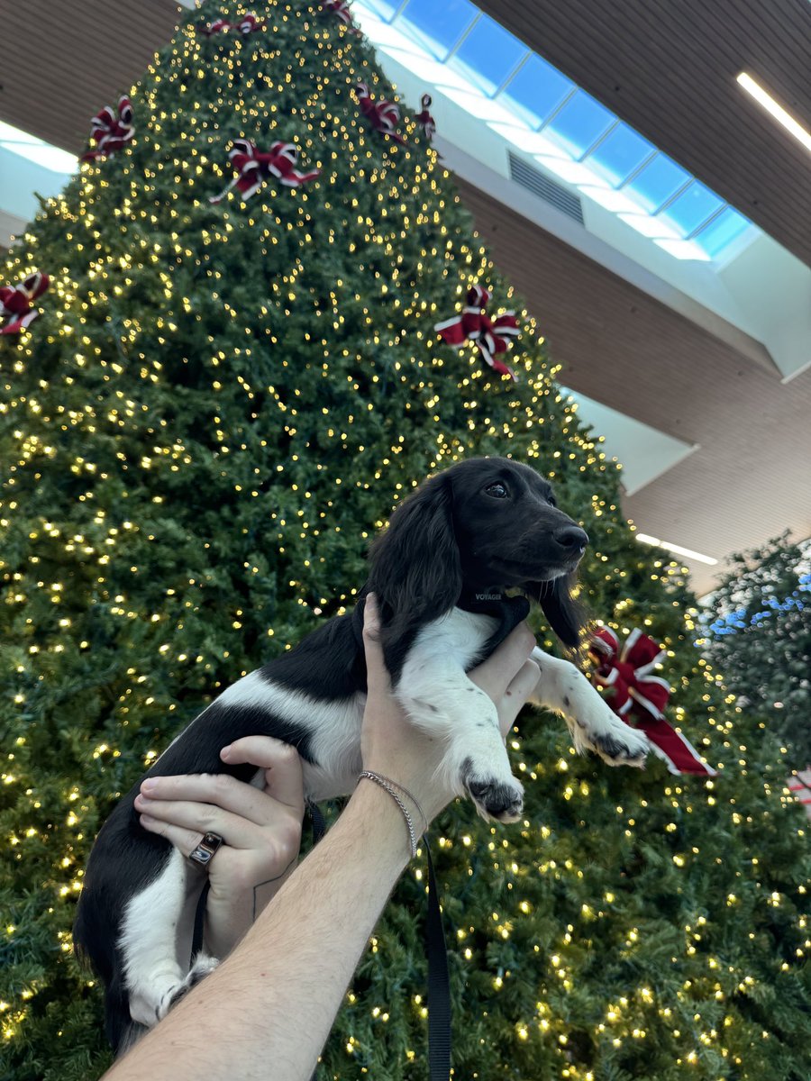 nakeyjakey's tweet image. Merry Christmas❤️