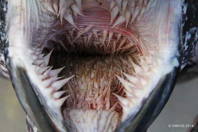 This is what the inside of the mouth of a leatherback sea turtle looks like.

Their preferred prey, by far, are jellyfish so they have those spikes to ensnare them and ensure that they don't escape after the turtle bites them.