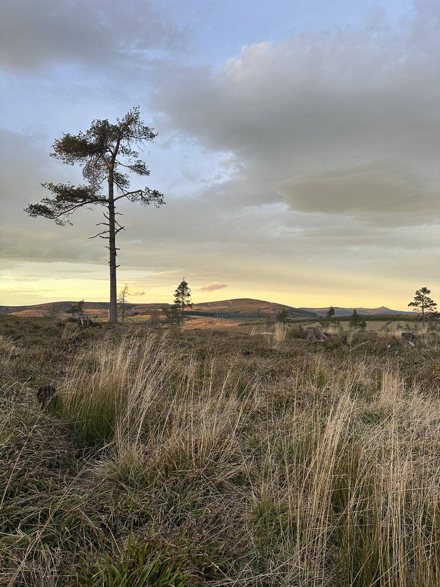emilymmichell's tweet photo. Merry Christmas #aberdeenshire #lovewhereyoulive https://t.co/kqWKaV42sP